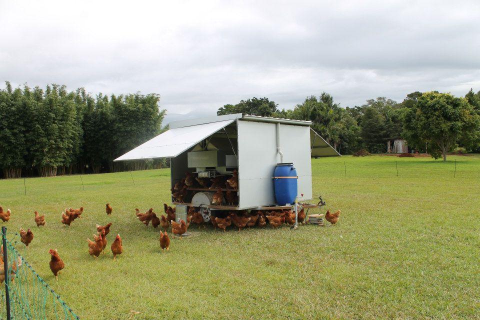 Chicken Caravan – Mobile hønsehuse Export Consulting