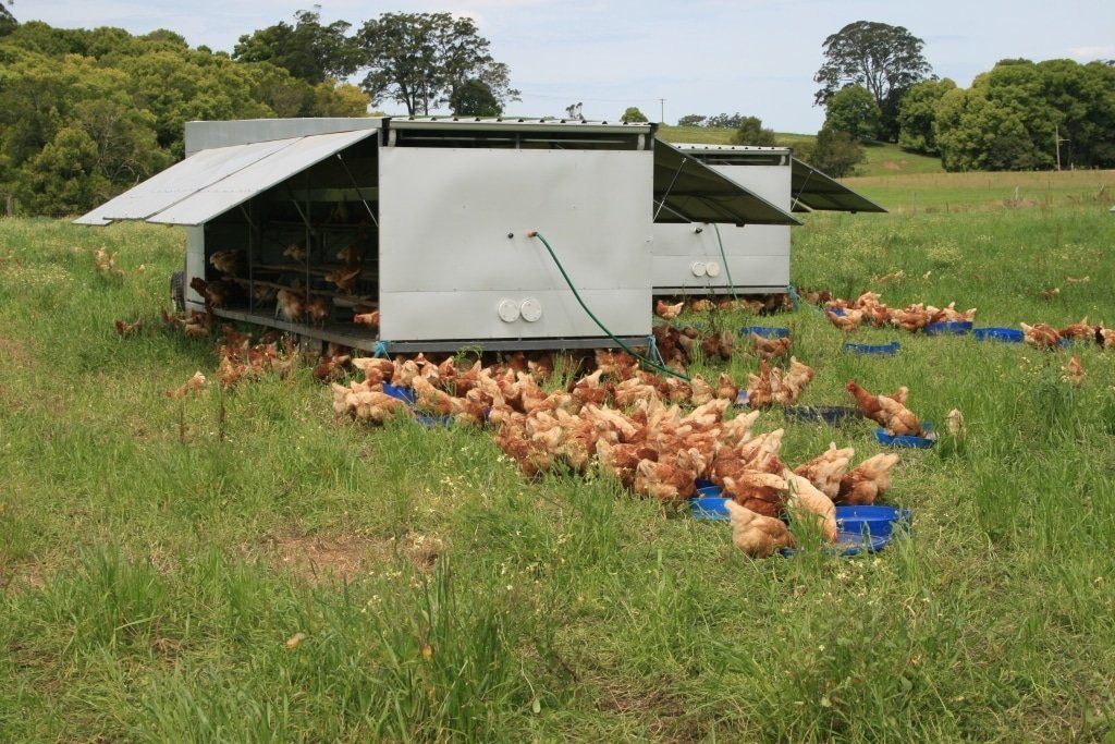 Chicken Caravan – Mobile hønsehuse Export Consulting